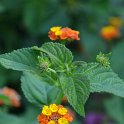 Lantana camara 'Professeur Raoux'